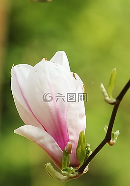 玉蘭,開花,春天