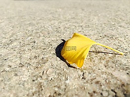 银杏,秋天,黄色