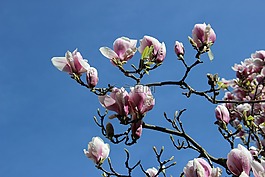 玉蘭花,郁金香玉蘭,科