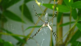 蜘蛛,web,性質(zhì)