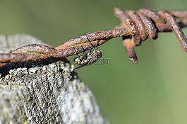飛,鐵絲網(wǎng),關(guān)閉