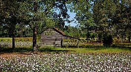 阿拉巴馬州,農(nóng)場,棉花