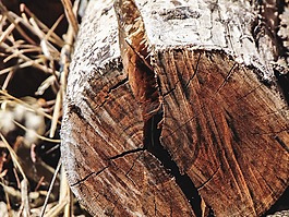 樹干,性質(zhì),飛行