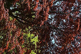 樹,秋,紅色