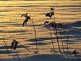 雪景,雪地,背光
