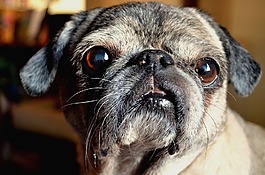 狗,帕格,動物