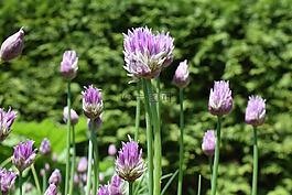 韭菜,开花,韭菜开花