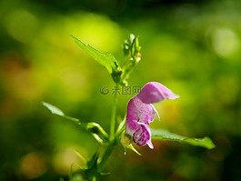 開花,性質(zhì),森林