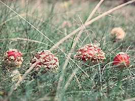 鵝膏菌,蘑菇,草