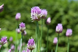 韭菜,開花,關(guān)閉