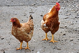 母雞,鳥,動(dòng)物