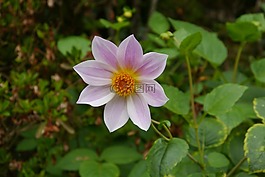 花,開花,植物區(qū)系