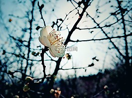 梅花,冬天,植物