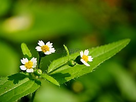 開花,性質(zhì),森林