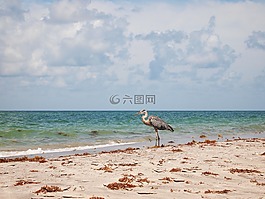 鷺,鳥,海岸