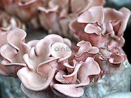 蘑菇,食品,好吃