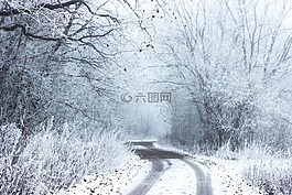 雪,冬天,冷