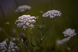 廠,開花,白