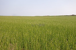 cheongbori,字段,大自然