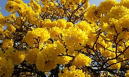 树,贸易名称黄色,黄色的花朵