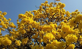 伯florido,貿(mào)易名稱黃色,春