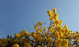 樹,貿(mào)易名稱黃色,鮮花