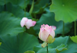 荷花,風光,景物