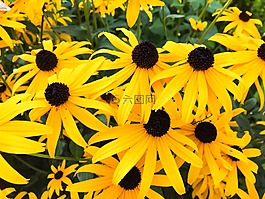 黃色,鮮花,花園