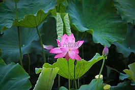 荷花,風光,景物