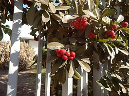 門(mén),莓果,紅色水果