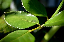 科,葉子,鮮花