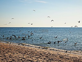 地平線,鳥(niǎo),海洋
