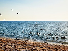 地平線,鳥(niǎo),海洋