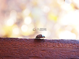 甲蟲，昆蟲,甲蟲,散景