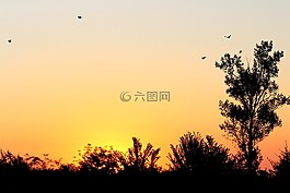 日出,天空,鳥