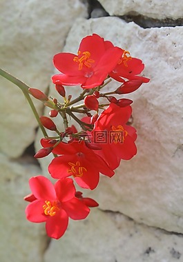 峇厘島,紅花,花