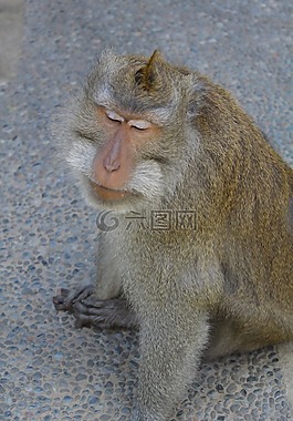 峇厘島,猴子,動物