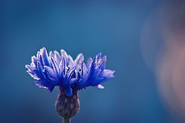 矢車菊,藍(lán)色的花,花卉