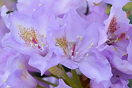 rhodondendron,开花,布什
