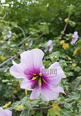 鮮花,粉紅色,花園