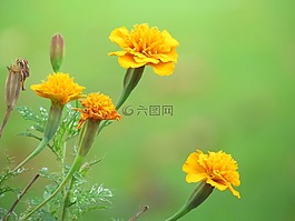 鮮花,黃色,康乃馨
