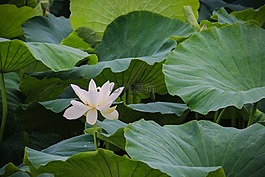 荷花,風光,景物