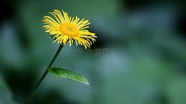 瑪格麗塔,花卉,黃色