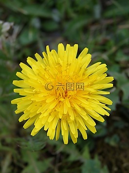 蒲公英,花,性質(zhì)