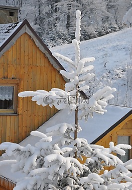 冬季,雪,云杉