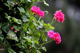老鹳草,花卉,粉红色