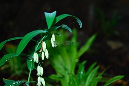 水滴,自然,花