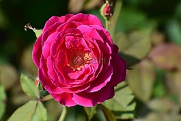 花,玫瑰,自然