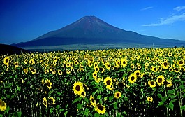 富士山,向日葵,景觀