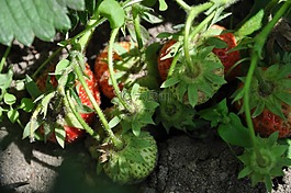 草莓,水果,花園
